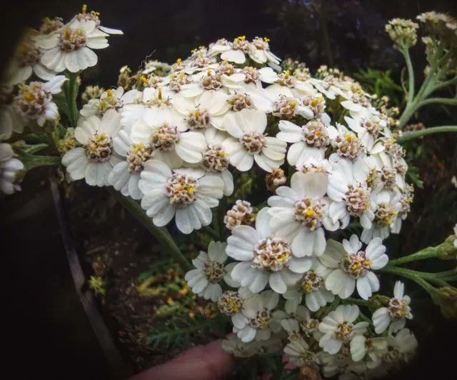 Wide-angle macro photography using a CCTV lens and 4x microscope — Фото 2 из 12