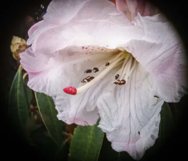 Wide-angle macro photography using a CCTV lens and 4x microscope — Фото 3 из 12