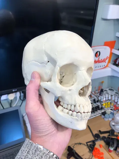 Human skull, anatomically correct