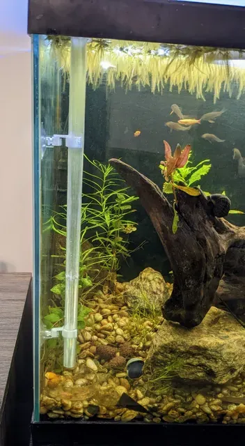 Aquarium Feeding Tube