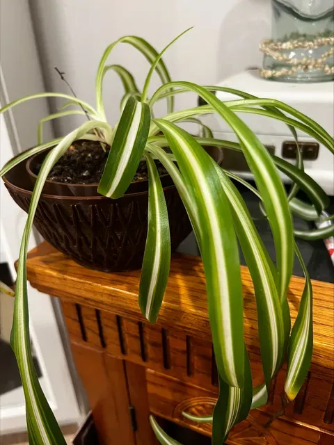 self watering planter pot — Image 5 of 6