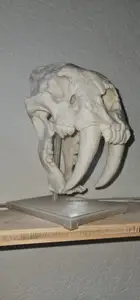 Saber-Toothed Cat Skull