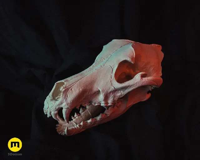 Wolf Skull (Canis Lupus) — Фото 11 из 19