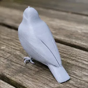 Andean solitaire