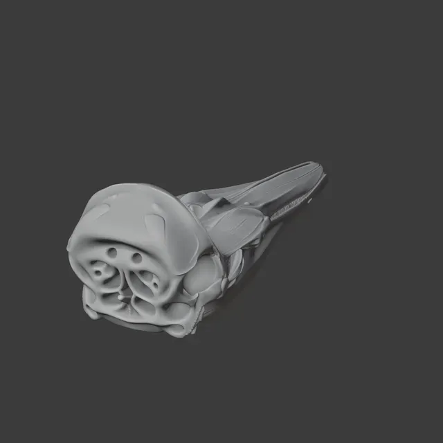 Dall's Porpoise Skull — Фото 2 из 8