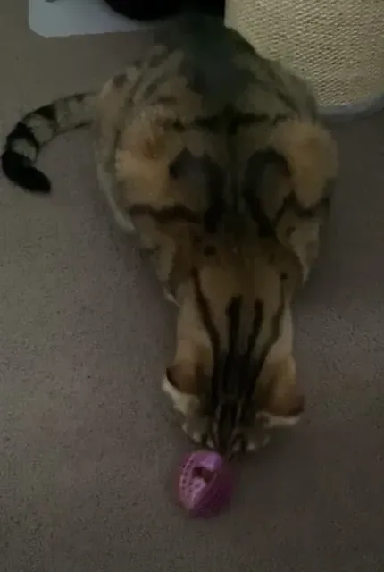 Cat treat ball puzzle toy — Image 4 of 5