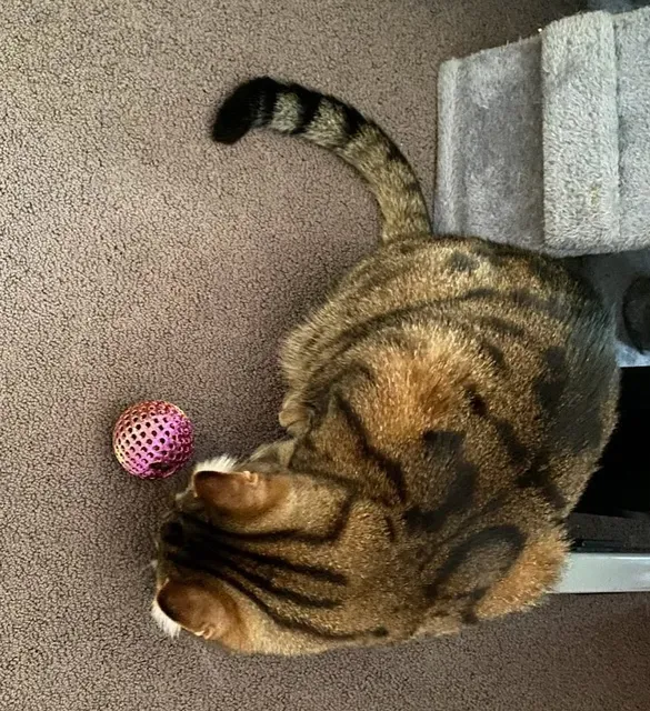 Cat treat ball puzzle toy — Image 5 of 5