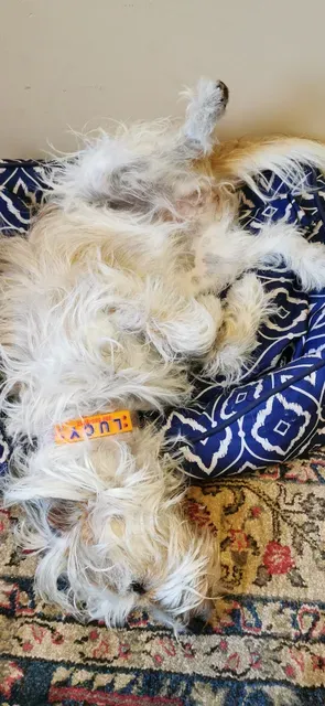Fashion Pet Name Band with QR Code. Attaches to pet's collar. — Фото 3 из 11