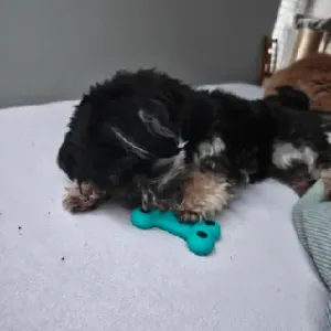 3D Printed Dog Bone with Treat Pockets (TPU)