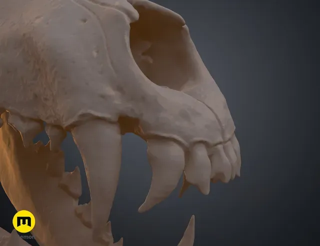 Wolf Skull (Canis Lupus) — Фото 18 из 19