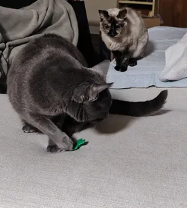 Cat Toy - Swat Top by kuriger9