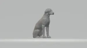 Labrador Retriever