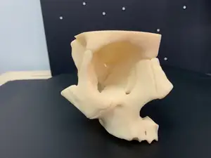 Orbit bones anatomical model