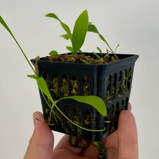 Net pot with wick riser - Scalable square pots for orchids, utricularia and more.