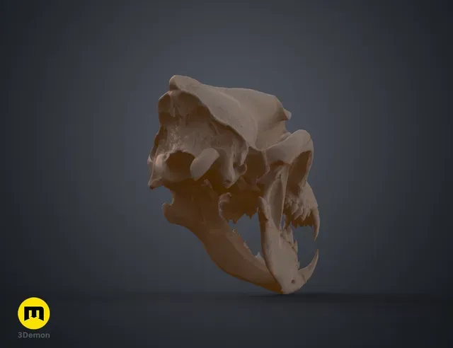 Wolf Skull (Canis Lupus) — Фото 16 из 19