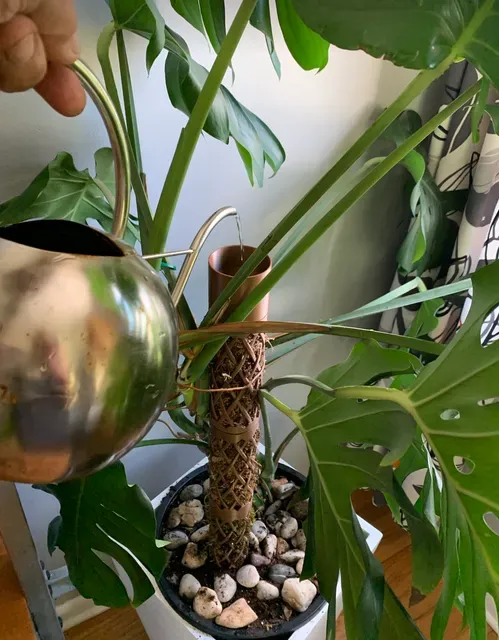 Monstera Moss Pole - MossyHydrator