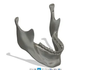 mandible anatomic-jaw