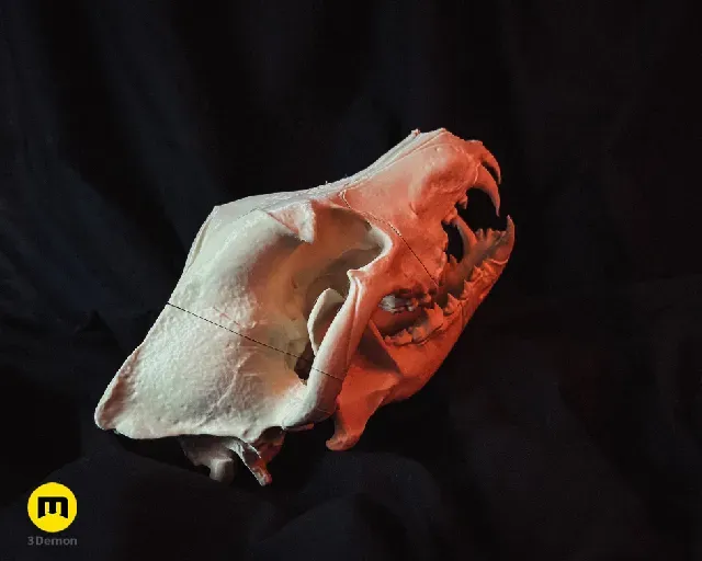 Wolf Skull (Canis Lupus) — Фото 7 из 19
