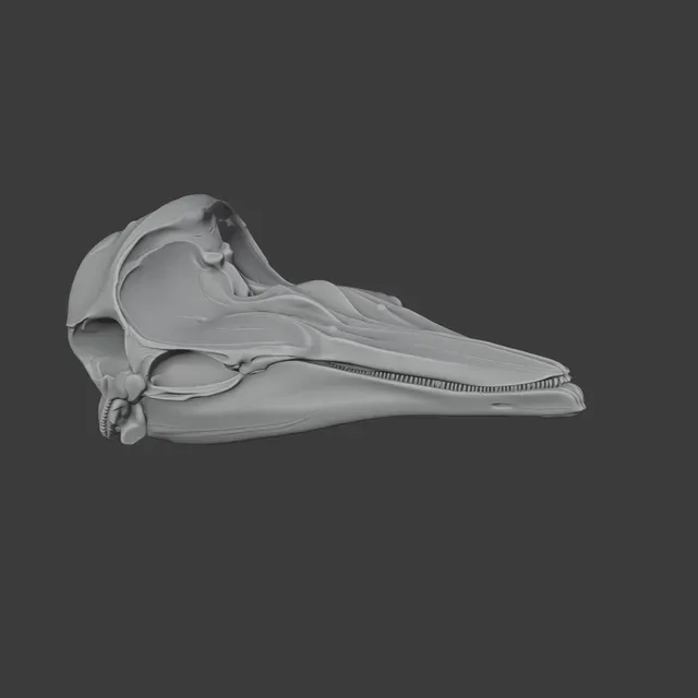 Dall's Porpoise Skull — Фото 6 из 8