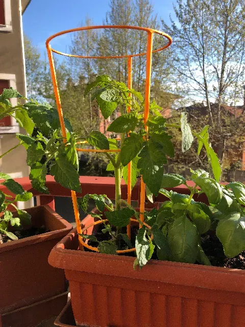 Plant holder/support — Фото 8 из 14