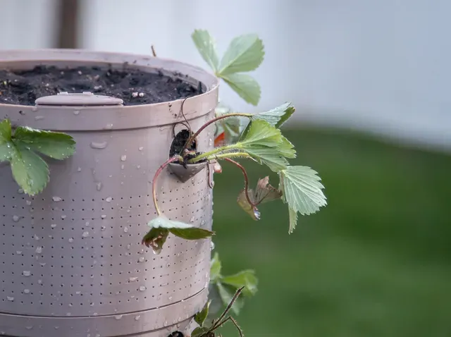 Super Self Watering Planter — Фото 2 из 9
