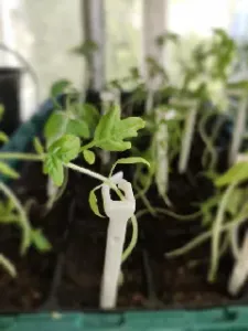 🌱 Seedling support with auto-clip (no wires needed)