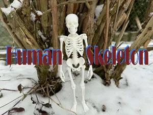 Fully realistic Human Skeleton