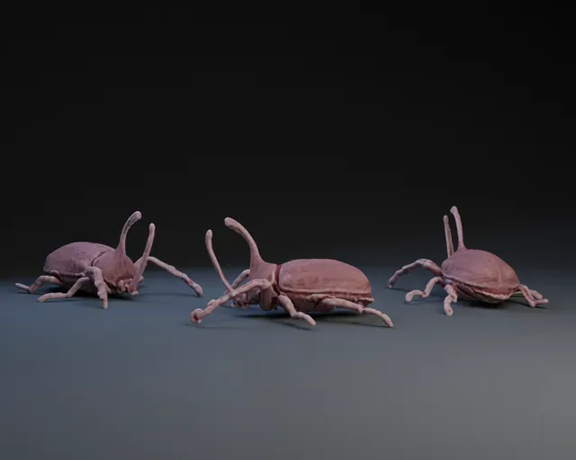 Rhinoceros Beetle