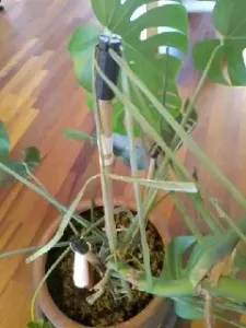 Cap for plant support to put on top of bamboo stick