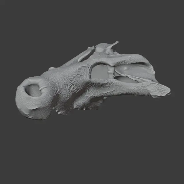 Baru (fossil crocodilian) Skull — Фото 5 из 7