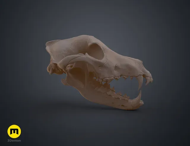Wolf Skull (Canis Lupus) — Фото 12 из 19