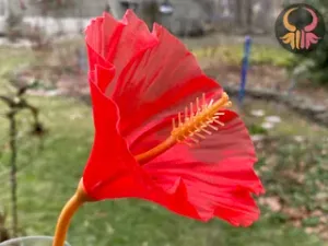 Spiral Vase Hibiscus