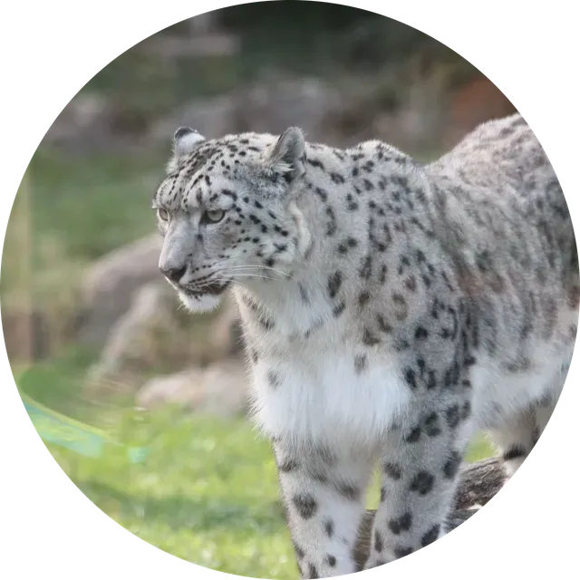 Hueforge - Snow Leopard — Image 2 of 2