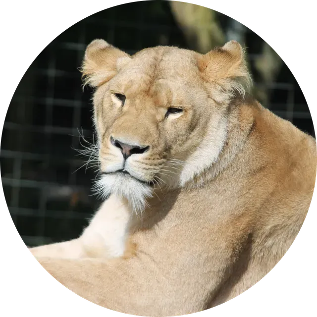 Hueforge - Lion — Фото 2 из 2