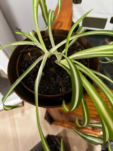 self watering planter pot — Image 6 of 6