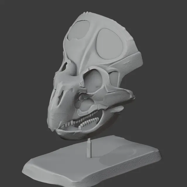 Breviceratops Skull — Фото 3 из 7