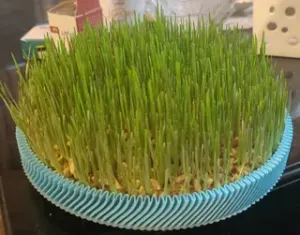 Spiral/Vase mode Sabzeh Planter for Nowruz