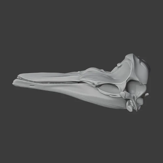 Dall's Porpoise Skull — Фото 3 из 8