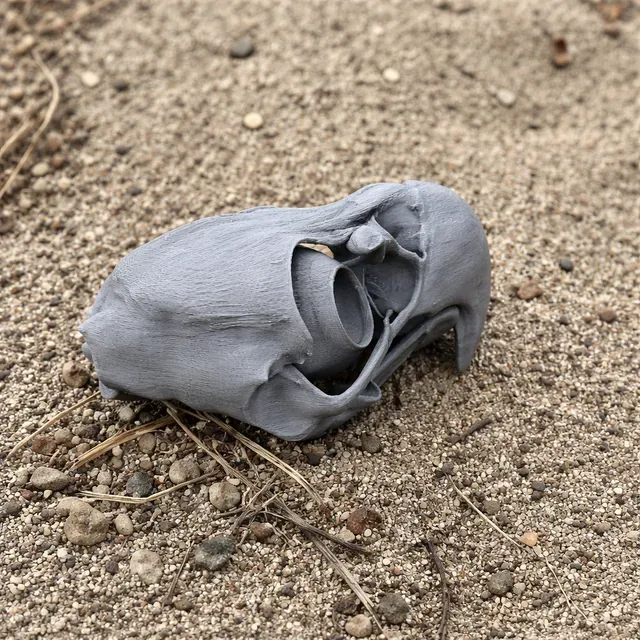 Eagle Skull