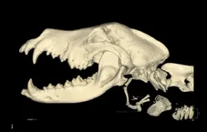 The skull of a German shepherd created on the basis of CT