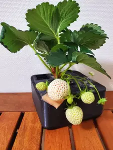 L (Large hydroponic planter compatible with depth sensor)