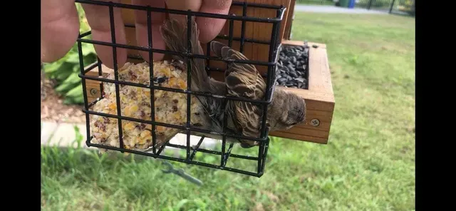 Suet Cage Bird Feeder Top Lid / Cover to prevent birds from getting trapped — Image 2 of 8