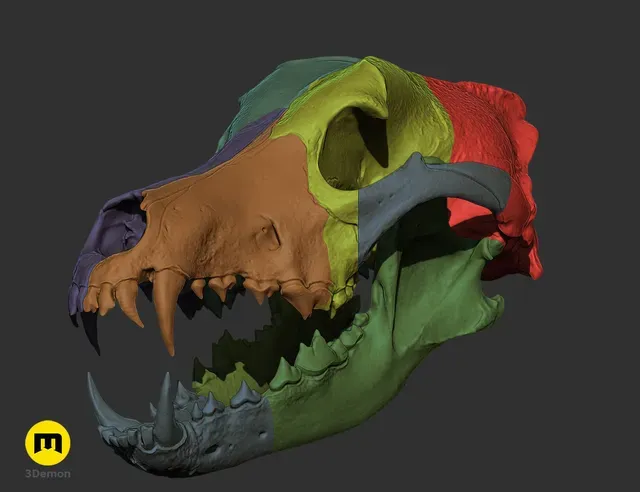 Wolf Skull (Canis Lupus) — Фото 5 из 19