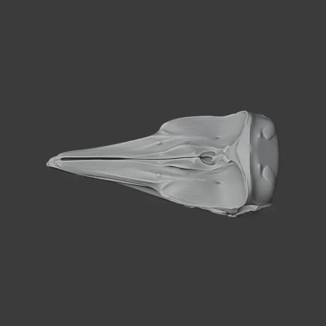 Dall's Porpoise Skull — Фото 8 из 8