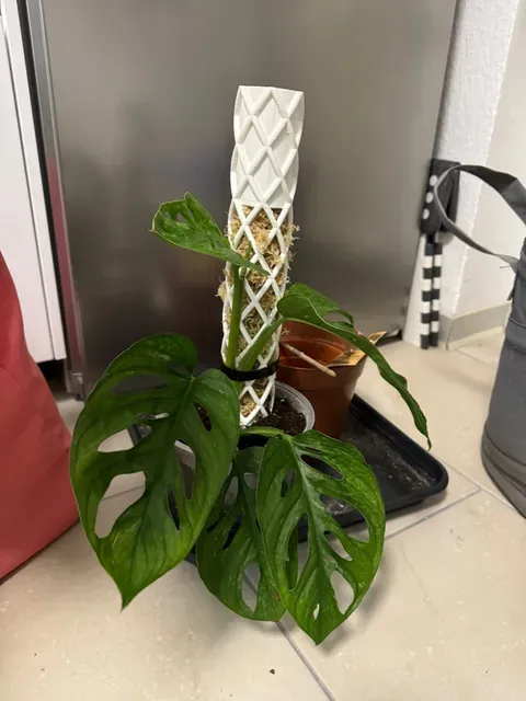 Moos Stab | Moss Pole - self watering — Image 2 of 4