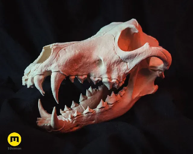 Wolf Skull (Canis Lupus) — Фото 2 из 19