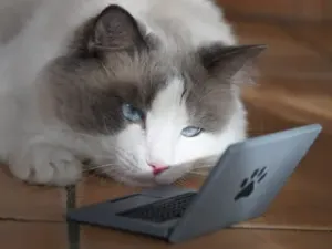 Cattop - A laptop but it's for your cat