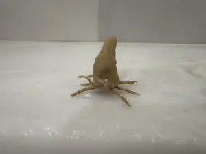 Halo 3 infection form for kenner figures