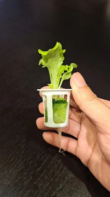 Hydroponic Net Cup (33–38mm)|簡約水耕定植籃(3.3–3.8cm) — Фото 5 из 6