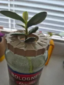 Planter Holder - Mason Jar Barilla, 52mm diameter inside